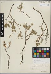 Foto von Salix repens subsp. rosmarinifolia (L.) Andersson